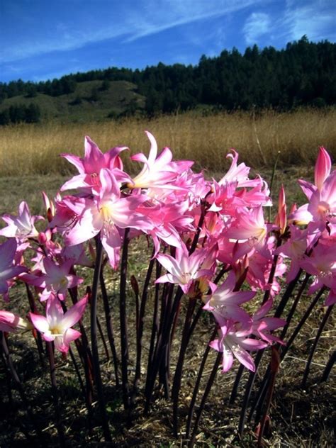 naked ladies plant|13 Types of Naked Ladies and How to Care for Them